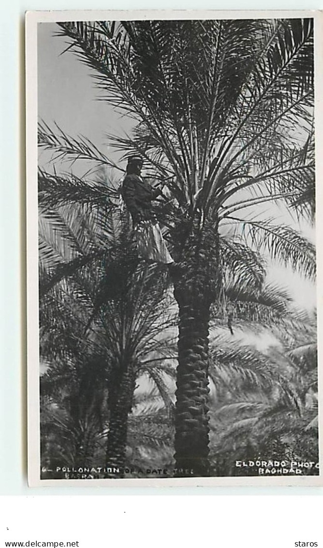 IRAQ - Plantation Of A Date Tree - Iraq