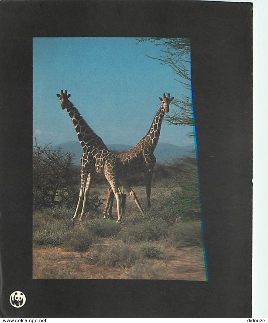 Animaux - Girafes - Girafe Réticulée - Carte WWF - CPM - Voir Scans Recto-Verso - Girafes