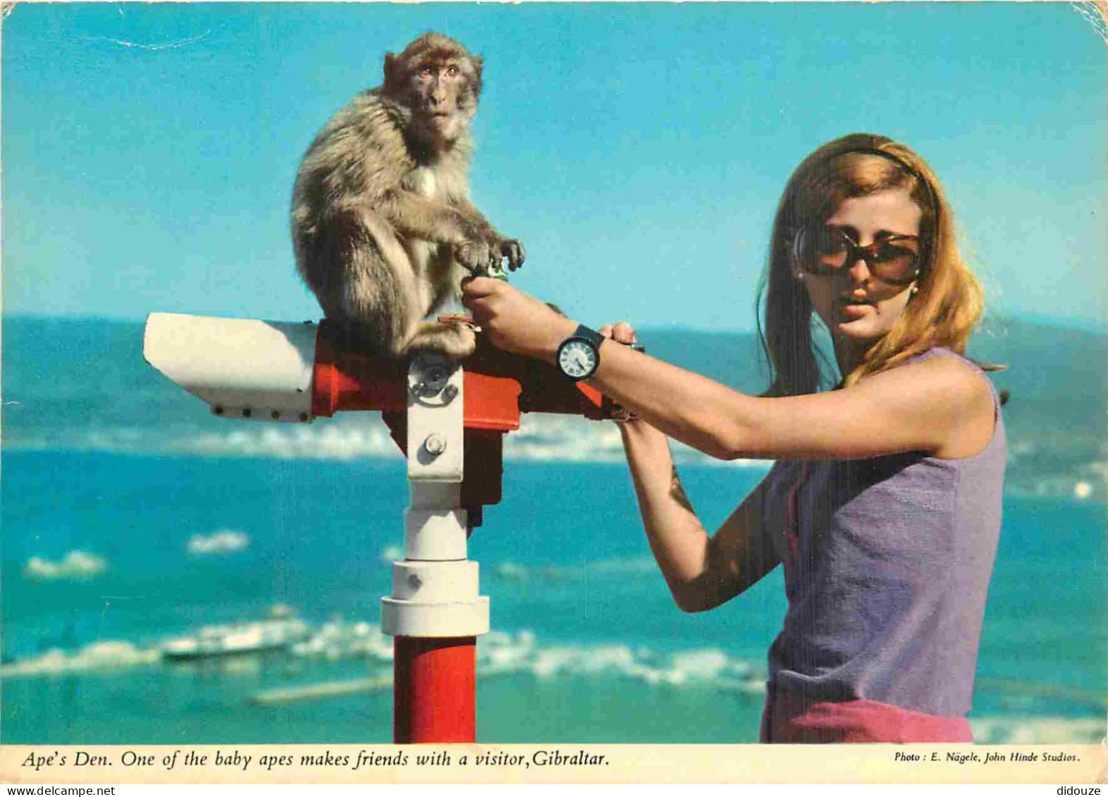 Gibraltar - Ape's Den - One Of The Baby Apes Makes Friends With A Visitor - Singes - CPM - Voir Scans Recto-Verso - Gibraltar