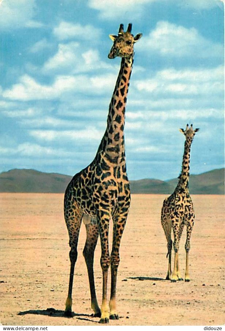Animaux - Girafes - Faune Africaine - Carte Neuve - CPM - Voir Scans Recto-Verso - Giraffes