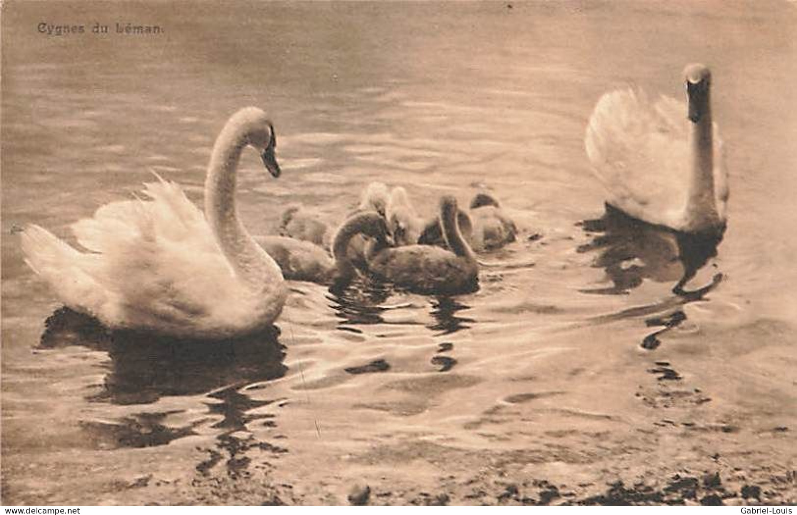 Cygnes Sur Le Lac Léman - Lago Lemano