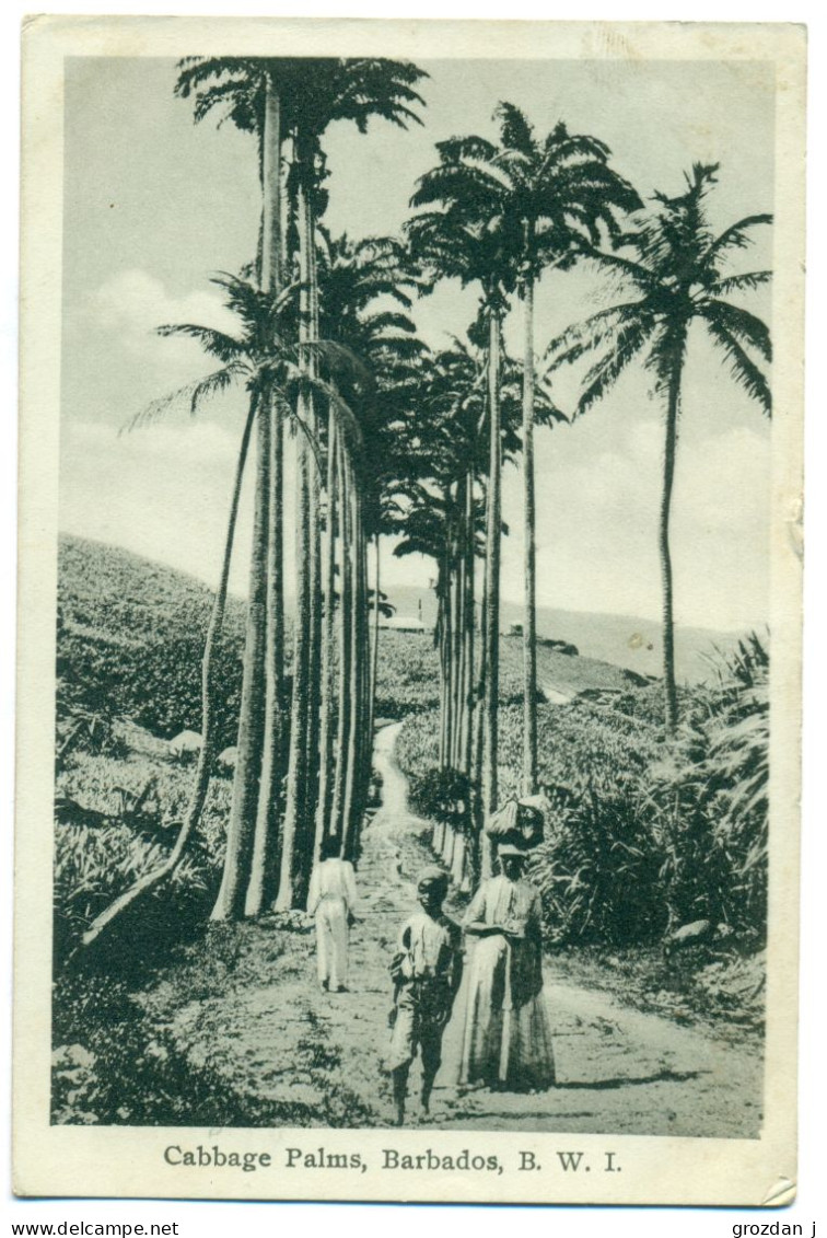 Cabbage Palms, Barbados - Barbades