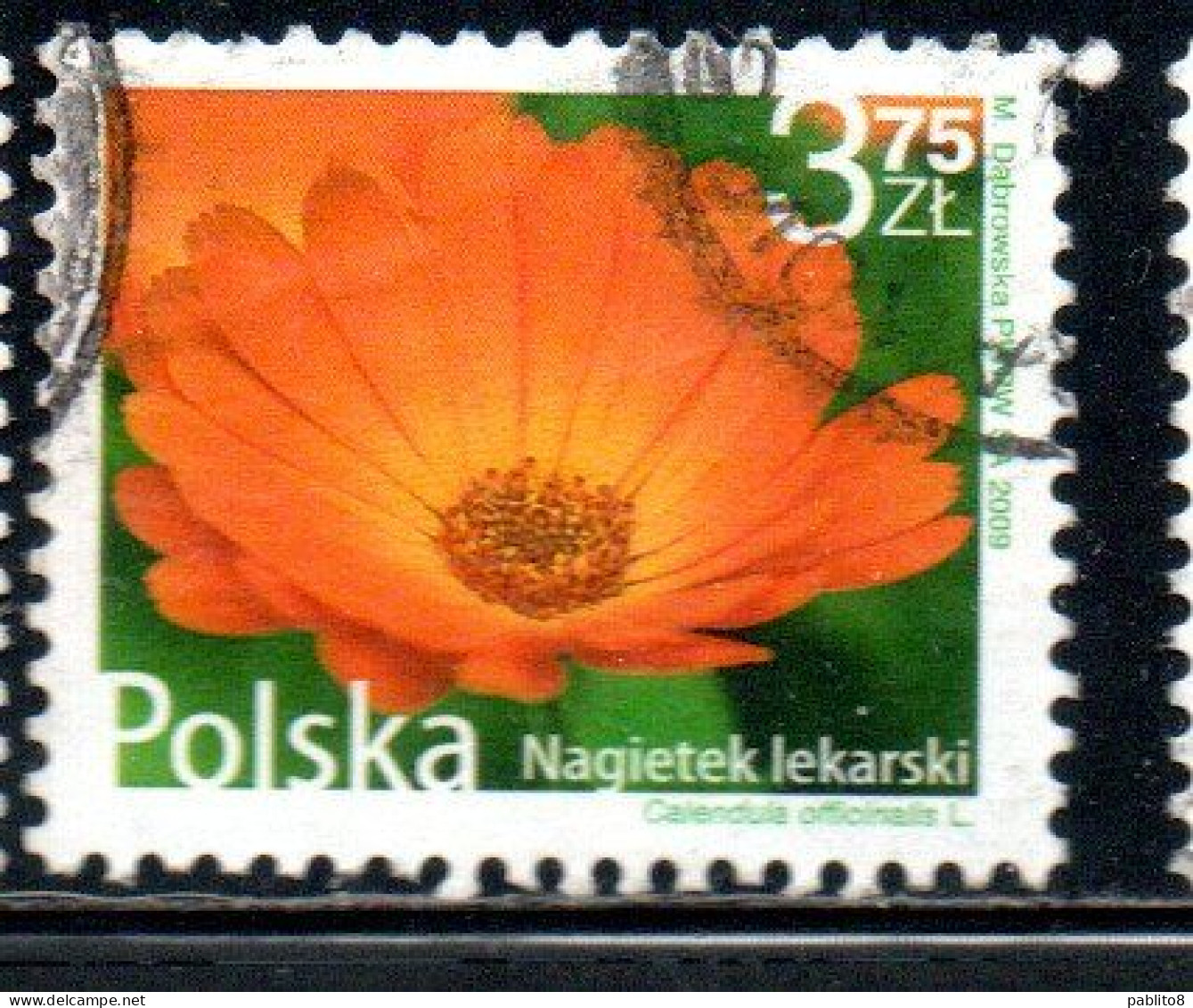 POLONIA POLAND POLSKA 2009 FRUIT AND FLOWERS CALENDULA OFFICINALIS 3.75z USED USATO OBLITERE' - Used Stamps