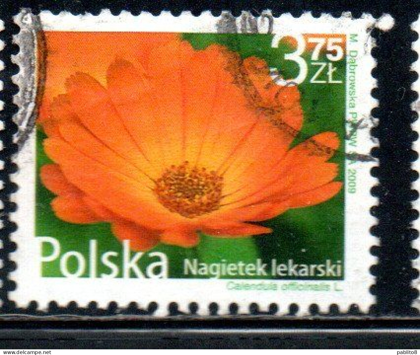 POLONIA POLAND POLSKA 2009 FRUIT AND FLOWERS CALENDULA OFFICINALIS 3.75z USED USATO OBLITERE' - Oblitérés