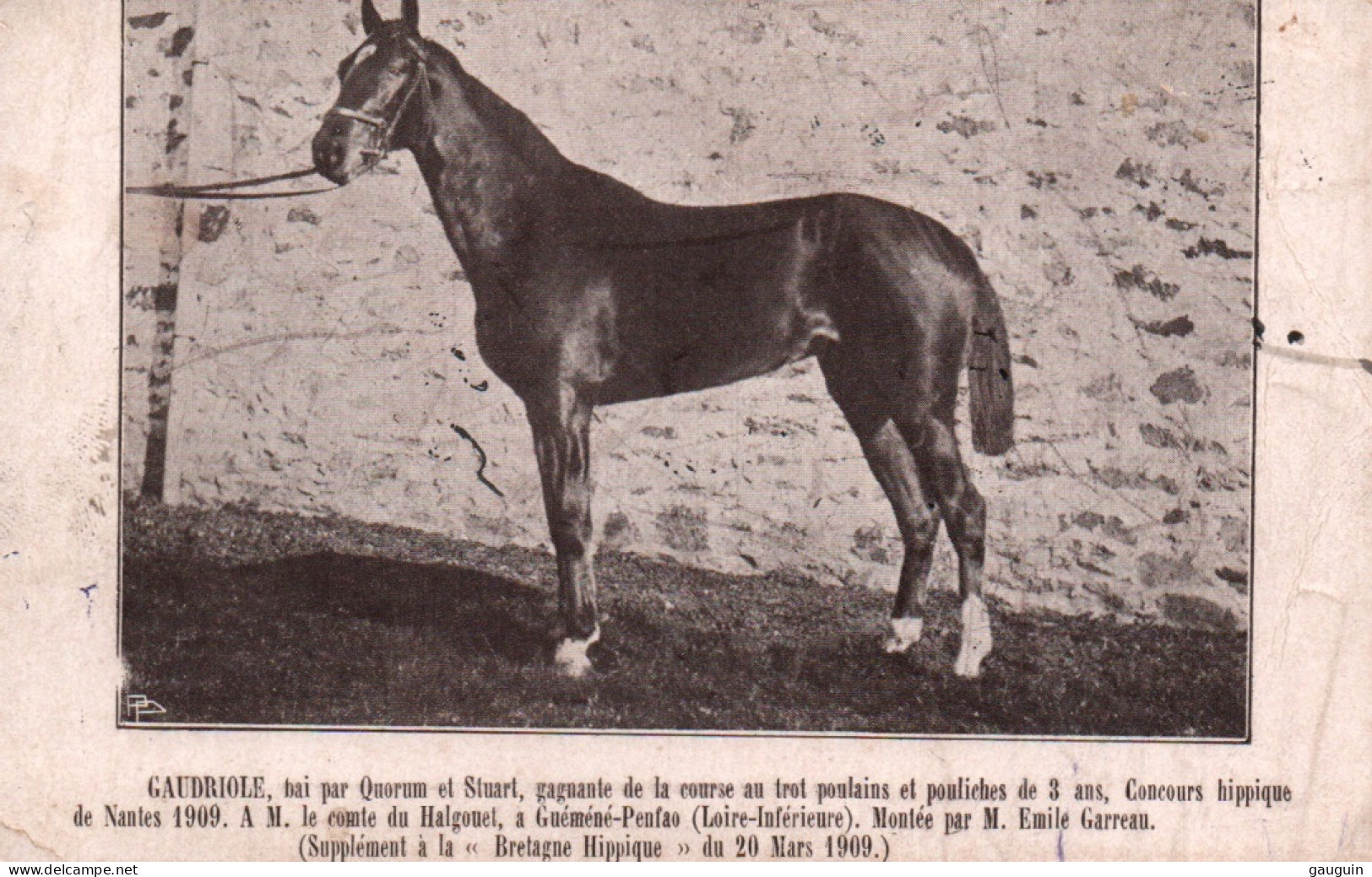 CPA - GUÉMÉNÉ-PENFAO - Cheval "Gaudriole" Appartenant à M.Le Comte Du Halgouët ... Edition La Bretagne Hippique - Guémené-Penfao