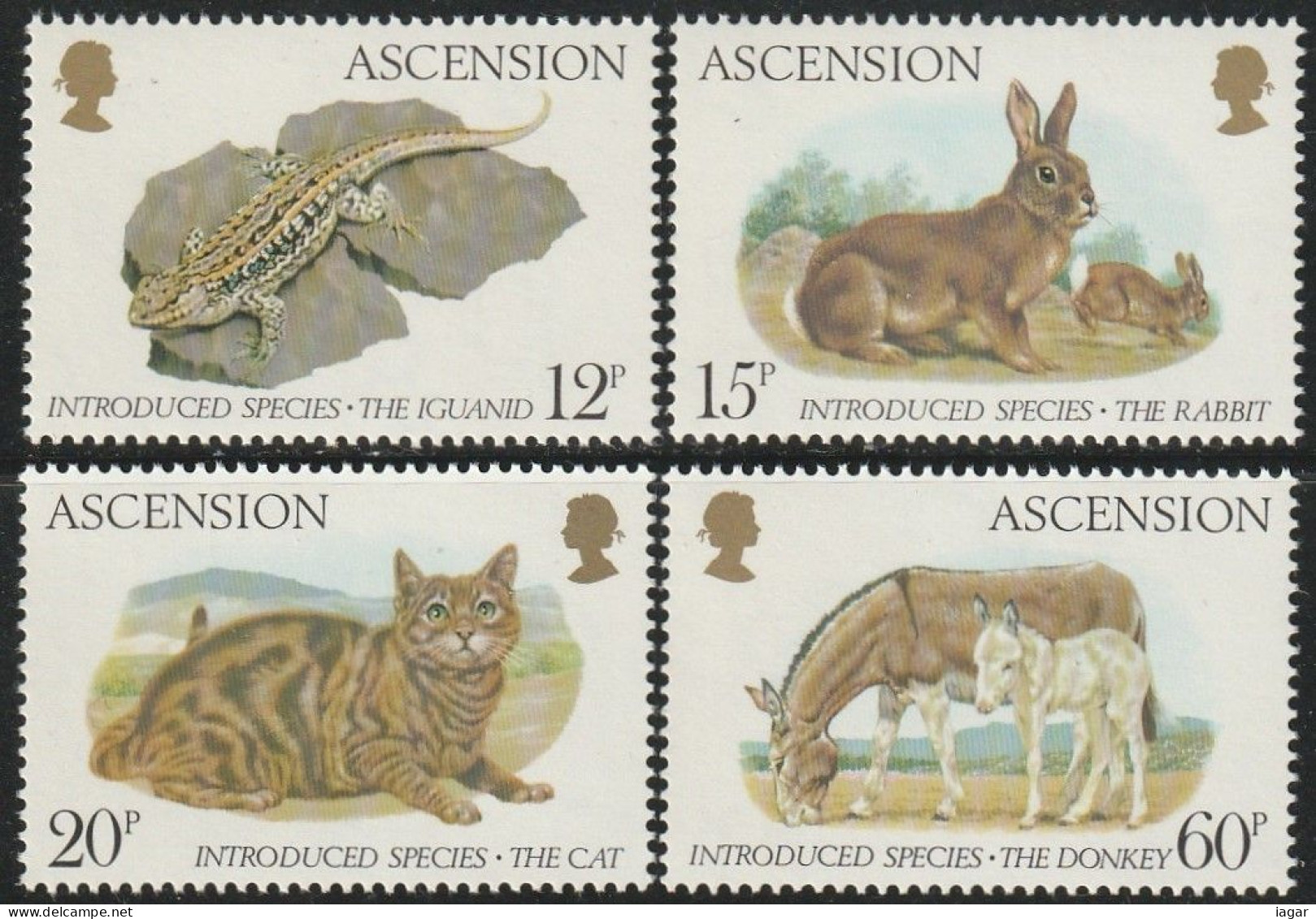 THEMATIC FAUNA:  INTRODUCED SPECIES. IGUANID, COMMON RABBIT, CAT, DONKEY     -  ASCENSION - Otros & Sin Clasificación