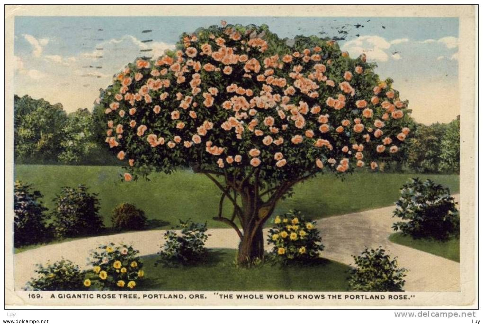 ROSE TREE, ROSEN BAUM; Portland, OR, "The Whole World Knows The Portland Rose", Used 1916 - Portland