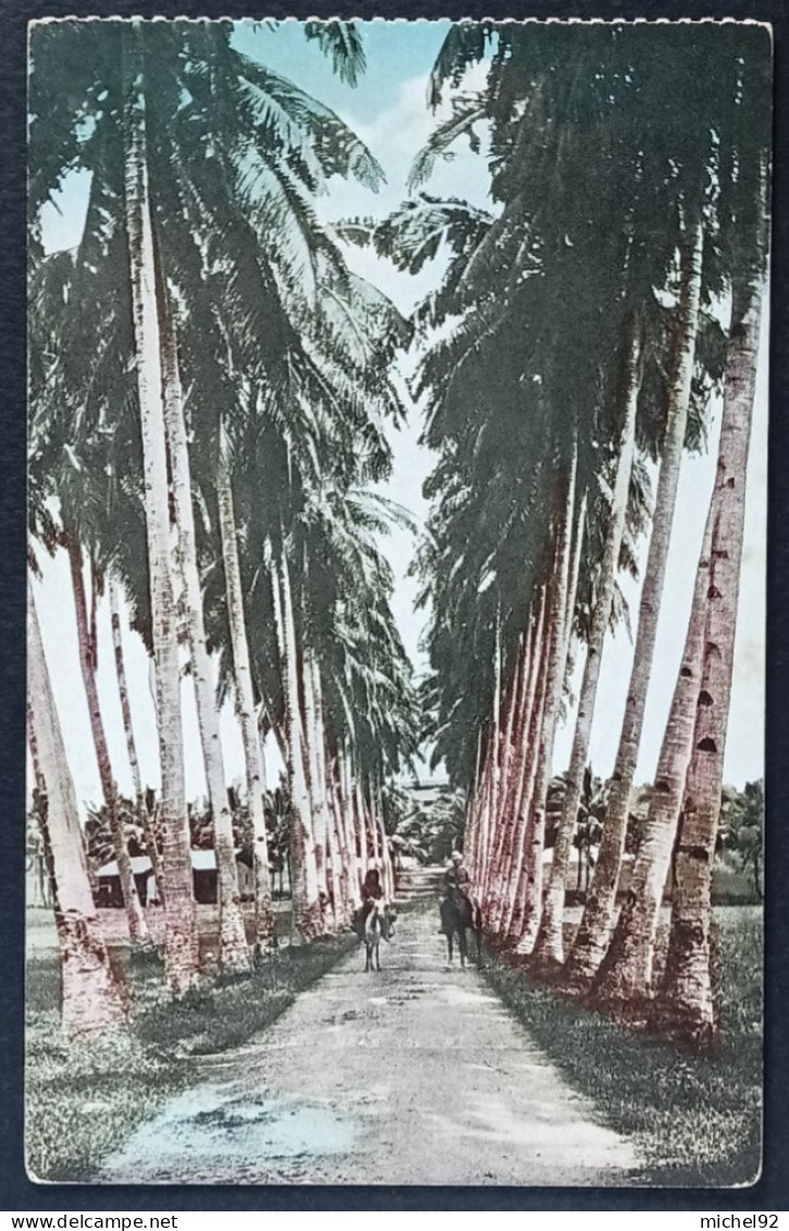 CPA - Avenue Of Palms - Philippines