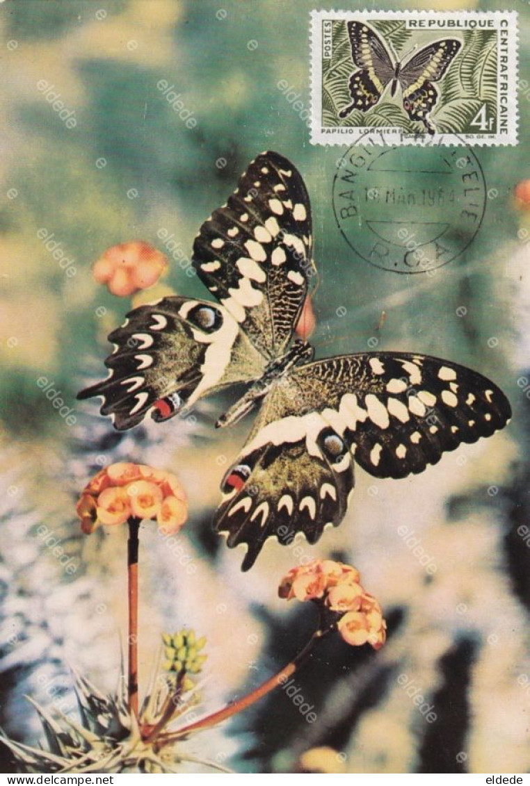 Maximum Card ( Same Stamp As The Card ) Butterfly Bangui 1964 Paillo Grossemithi  Papillon Size 10/15 Cms - Centrafricaine (République)