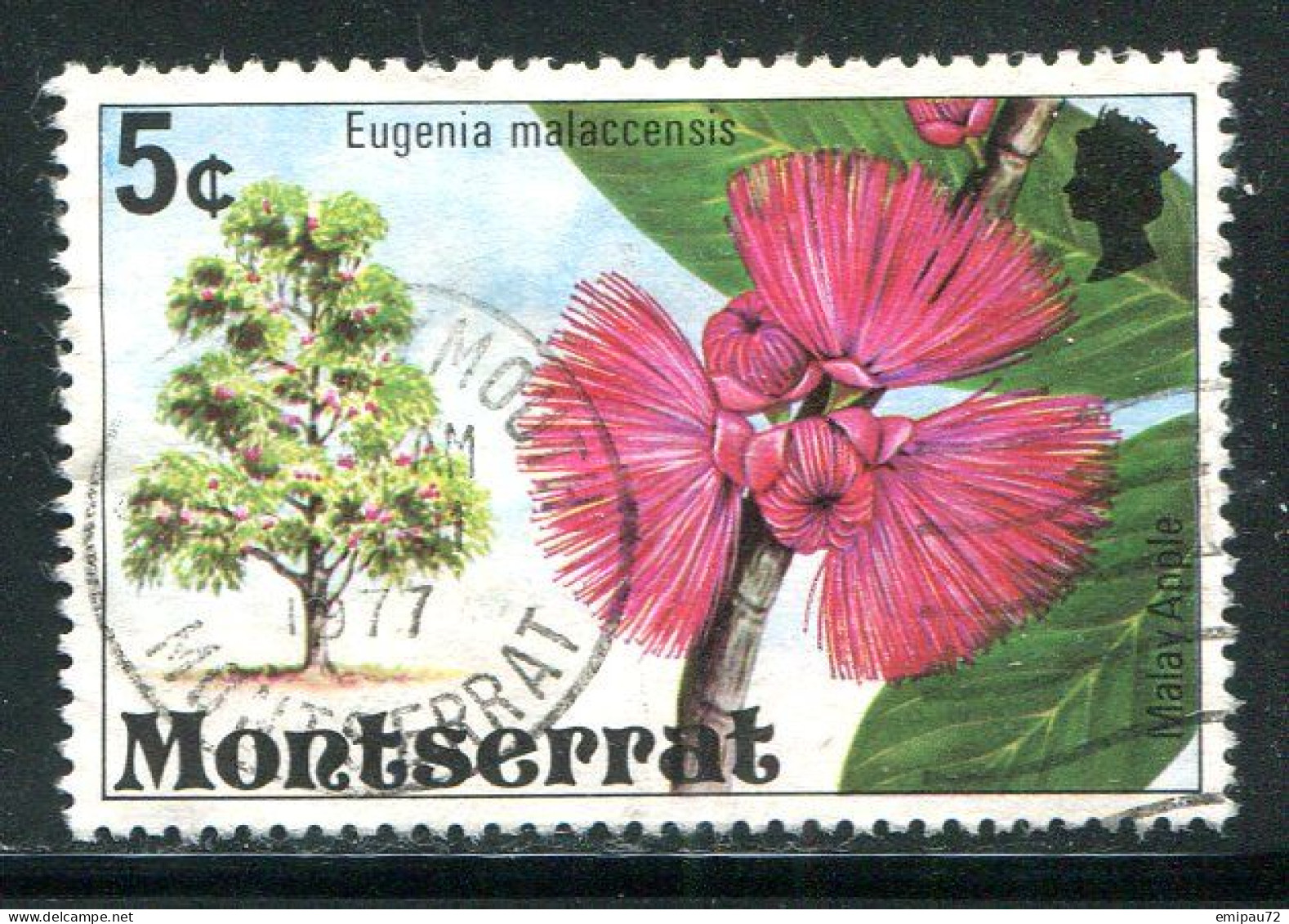 MONTSERRAT- Y&T N°344- Oblitéré (fleurs) - Montserrat