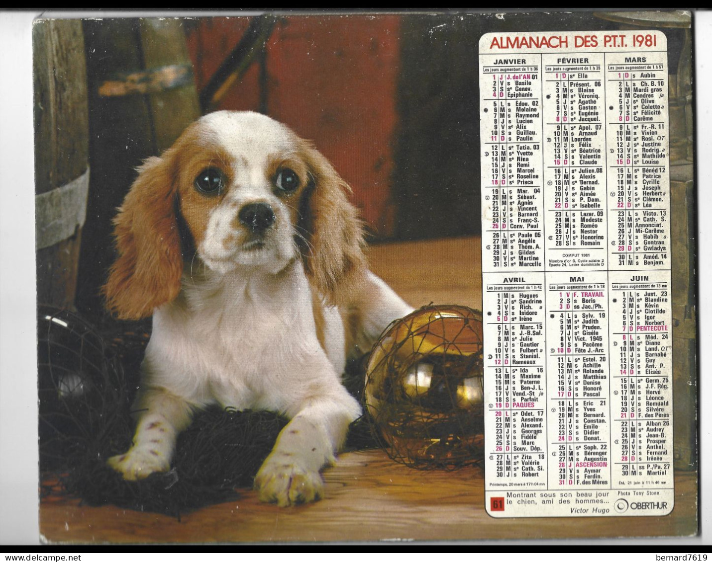 Almanach  Calendrier  P.T.T  -  La Poste -  1981 - Chiens - Autres & Non Classés