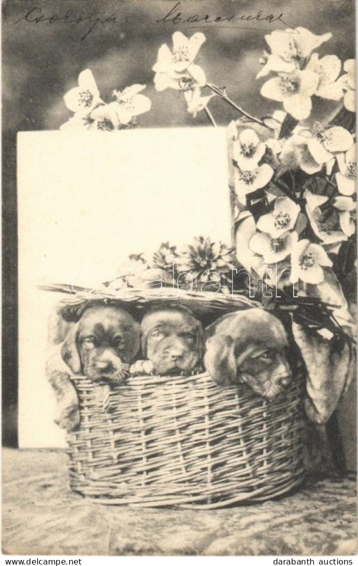 T2 1908 Dogs, Puppies - Zonder Classificatie