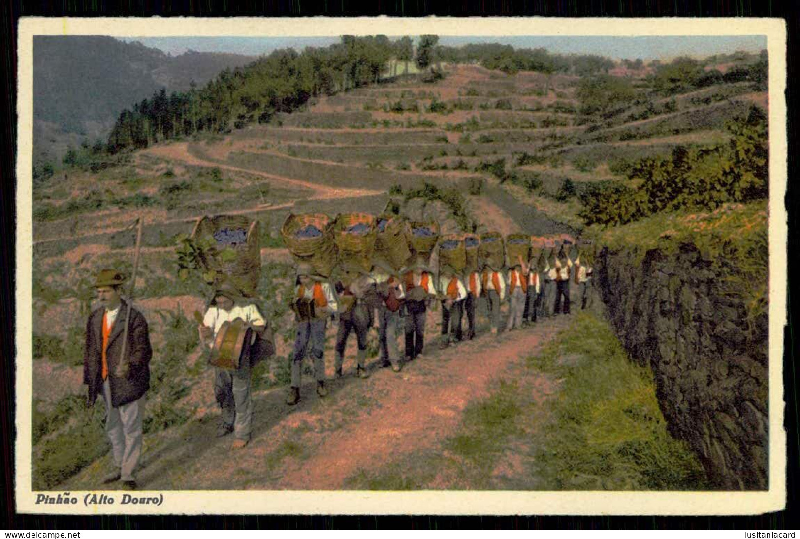 PINHÃO - VINICULTURA-Faina Alegre Do Transporte Das Uvas Vindimadas(Ed.de C.Conseil De Vasconcelos Nº130)carte Postale - Vila Real