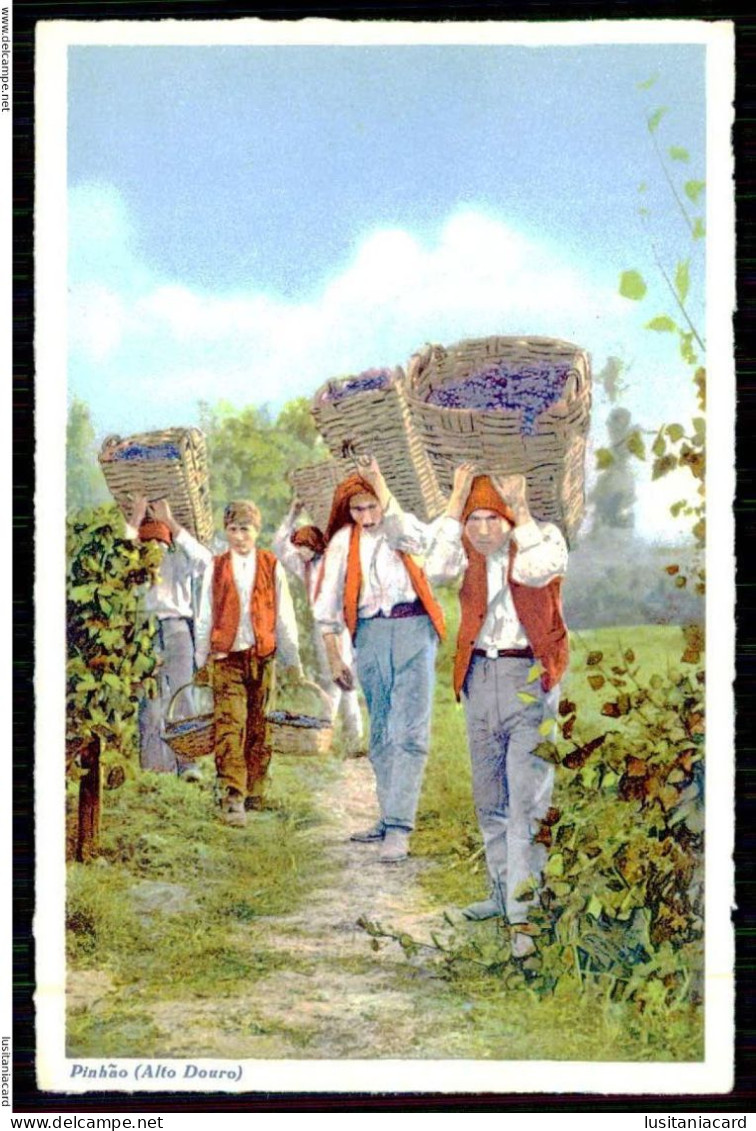 PINHÃO - VINICULTURA-Jornaleiros Transportando As Uvas Vindimadas(Ed.de C.Conseil De Vasconcelos Nº131)carte Postale - Vila Real