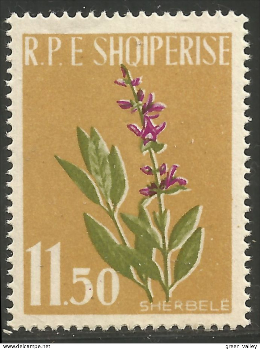 120 Albanie 1962 Sauge Sage Medicinale MNH ** Neuf SC (ALB-275c) - Medicinal Plants