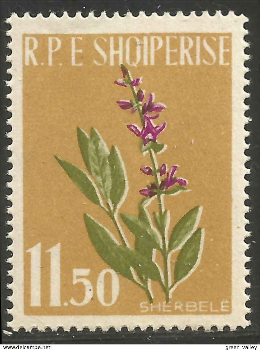 120 Albanie 1962 Sauge Sage Medicinale MNH ** Neuf SC (ALB-275c) - Plantas Medicinales