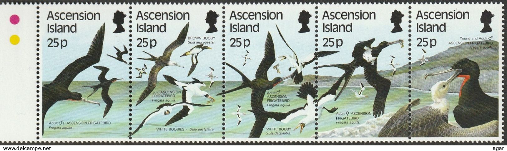 THEMATIC FAUNA:   SEA BIRDS  FRIGATE BIRDS   -  ASCENSION - Albatrosse & Sturmvögel