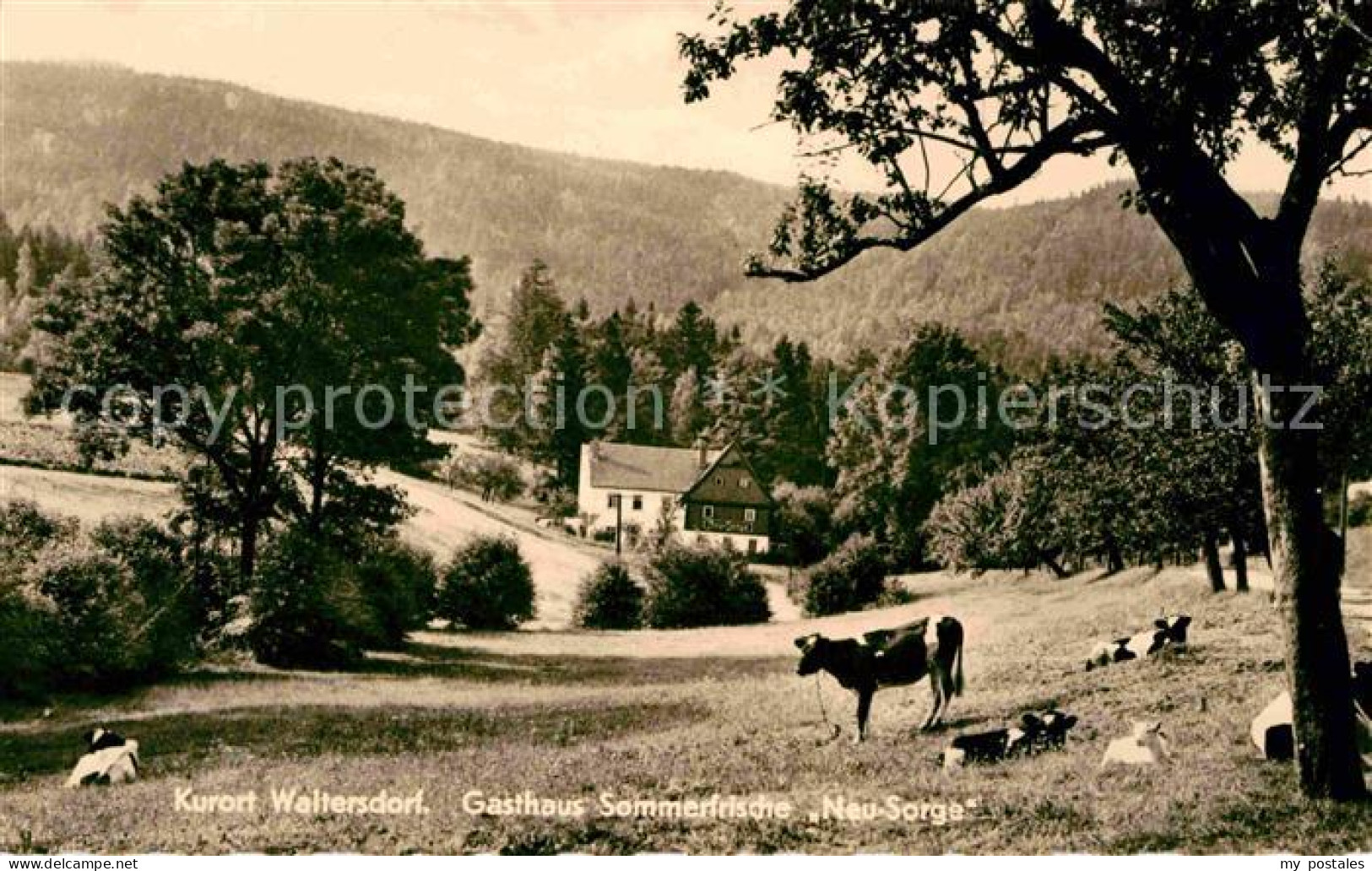 72647193 Waltersdorf Zittau Gasthaus Sommerfrische Neu-Sorge  Grossschoenau Sach - Grossschoenau (Sachsen)