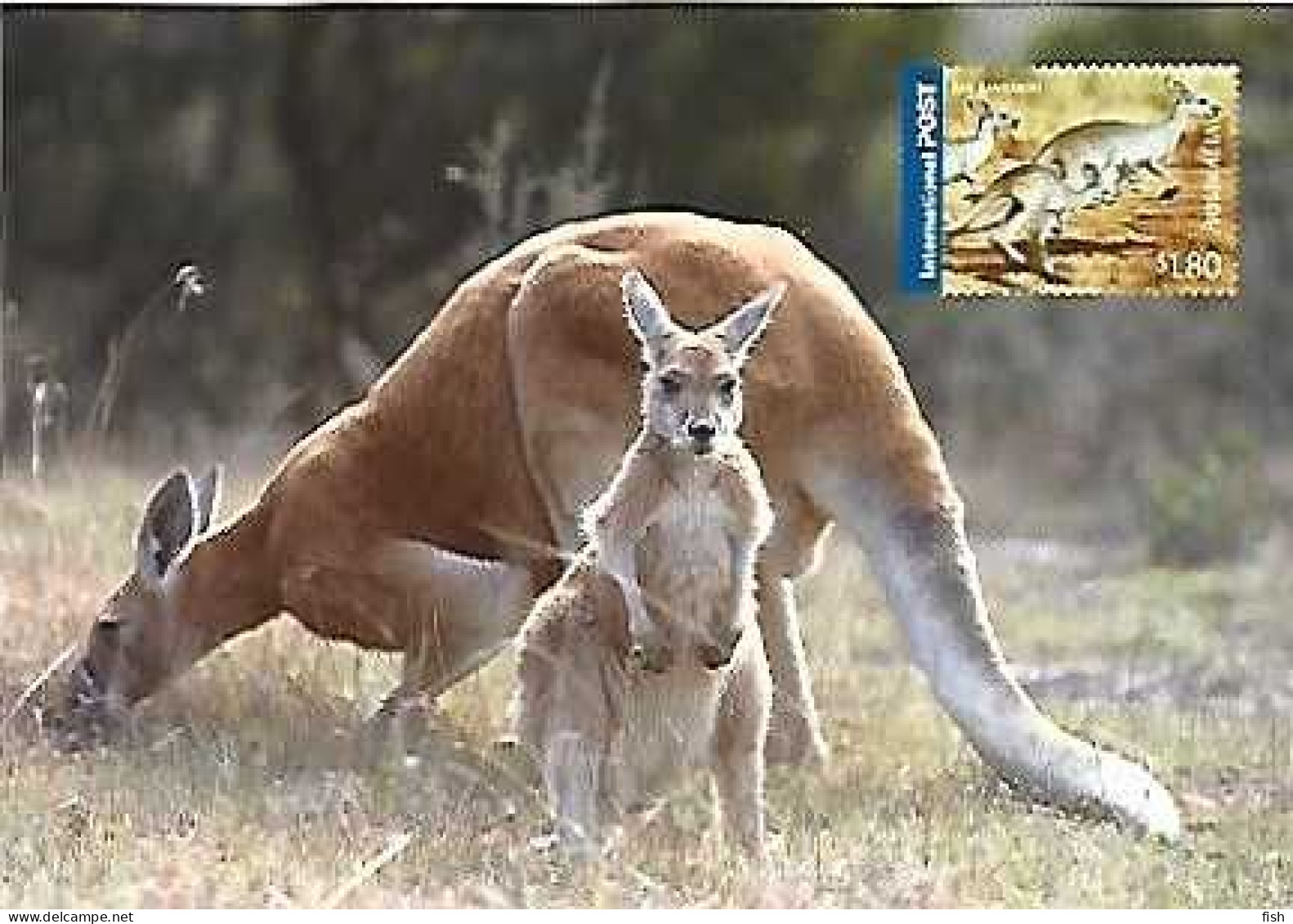 Australia  ** & Postal Stationery, Postage Pre-Paid, Kangaroo, Macropus Rufus, 2005 (346188) - Postwaardestukken