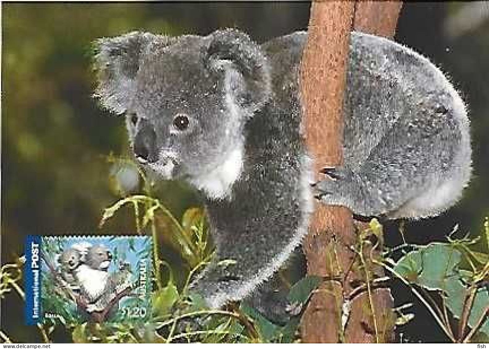 Australia  ** & Postal Stationery, Inte, Postage Pre-Paid, Koala, Phascolarctos Cinereus, 2005 (346188) - Autres & Non Classés