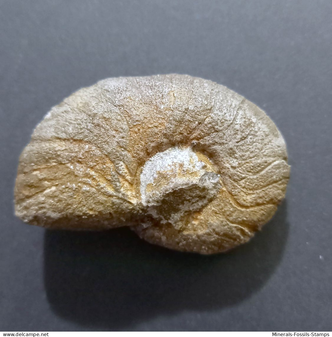 #AGONIATITES VANUXEMI Fossile, Goniatit, Devon (USA, Vereinigte Staaten) - Fossielen