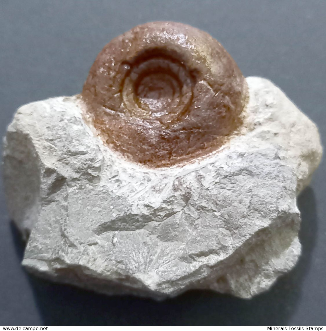 #CABRIEROCERAS CRISPIFORME Fossile, Goniatit, Devon (Marokko) - Fossilien