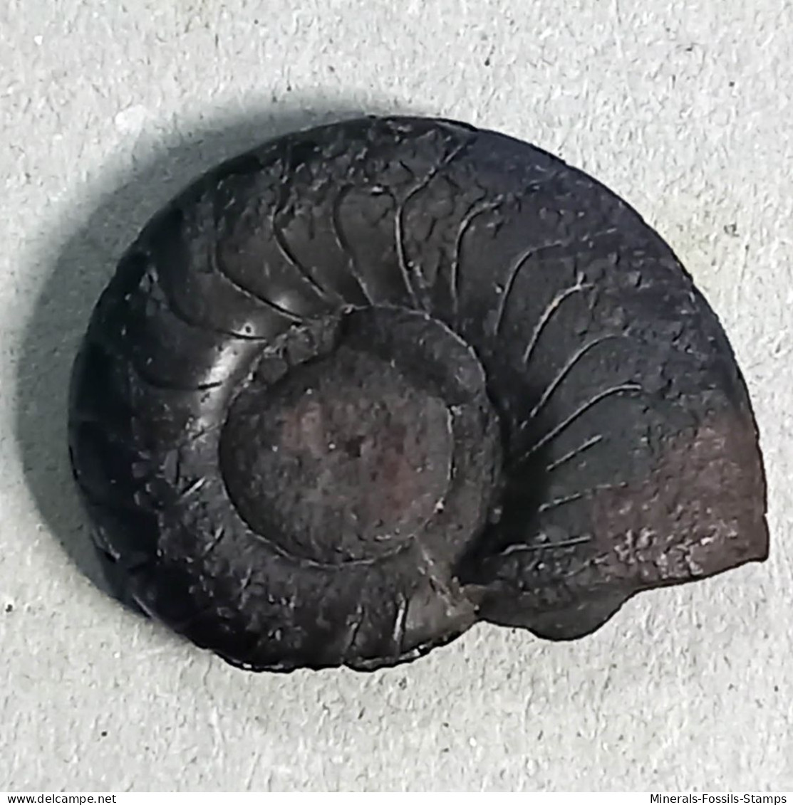 #COSTACLYMENIA ORNATA Fossile, Ammonoid, Devon (Algerien) - Fossils