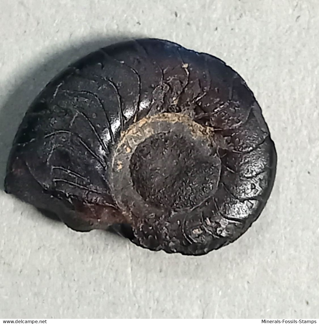 #COSTACLYMENIA ORNATA Fossile, Ammonoid, Devon (Algerien) - Fossils