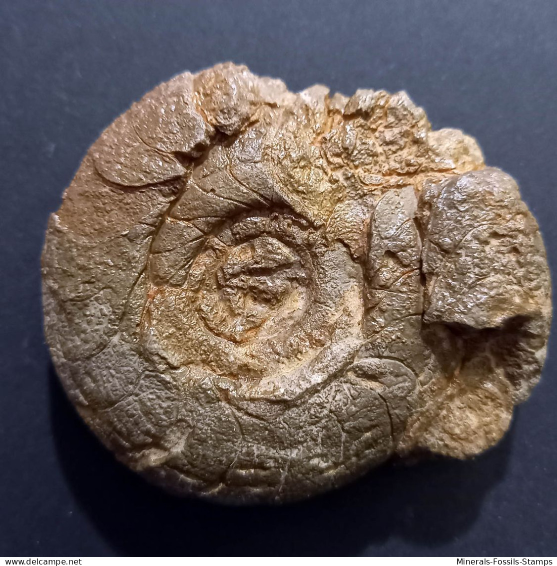 #SELLANARCESTES EBBIGHAUSENI Fossile, Goniatit, Devon (Marokko) - Fósiles