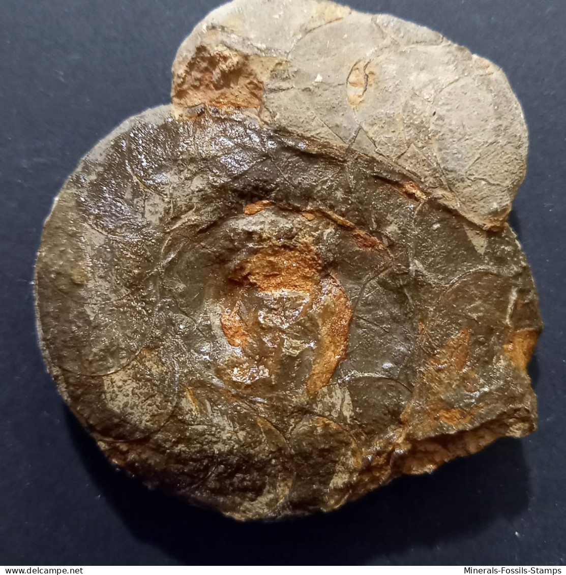 #SELLANARCESTES NEGLECTUS Fossile, Goniatit, Devon (Marokko) - Fossils