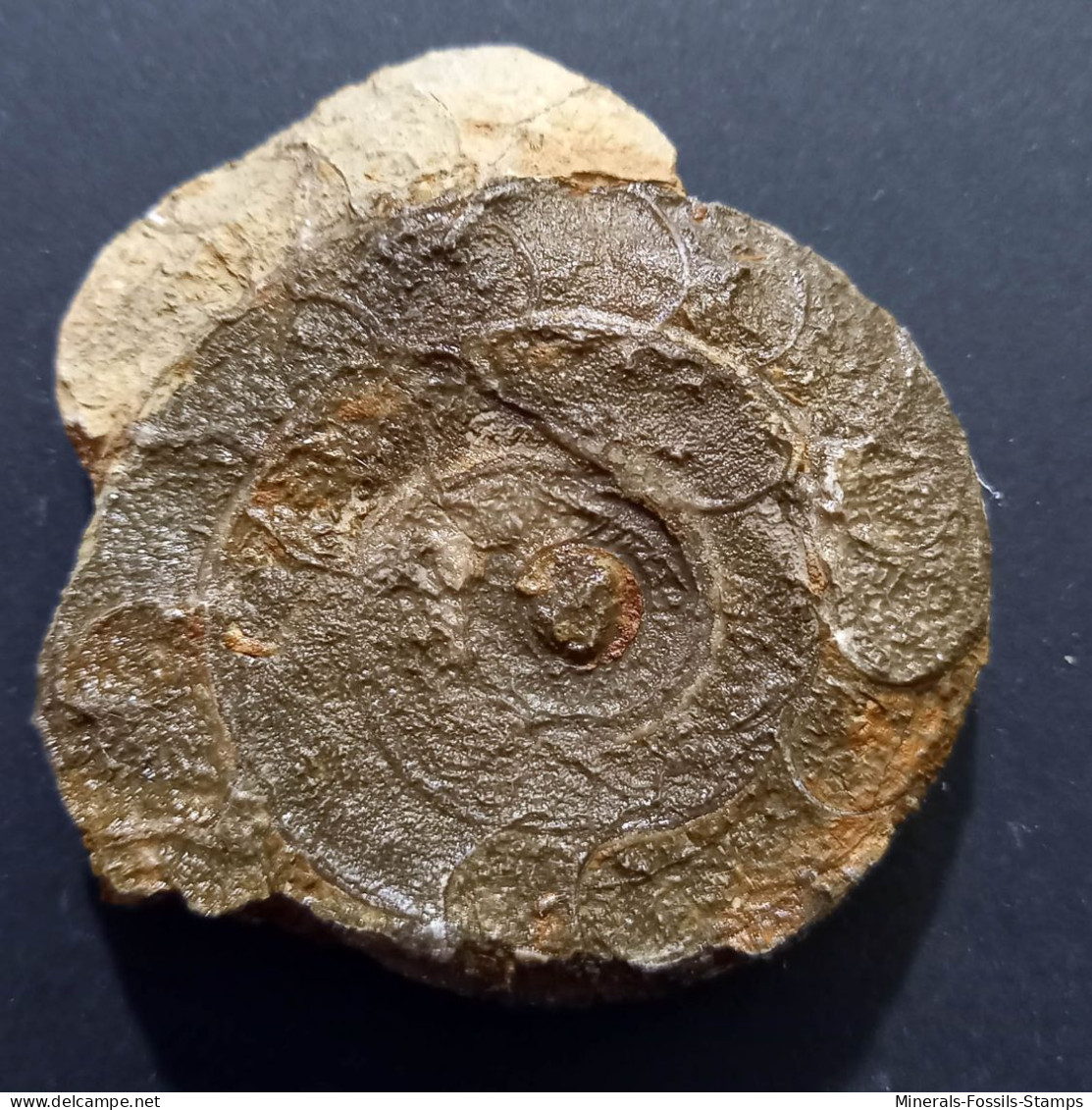 #SELLANARCESTES NEGLECTUS Fossile, Goniatit, Devon (Marokko) - Fossielen