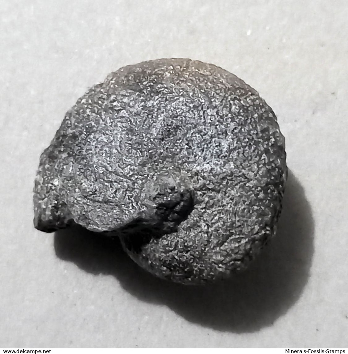 #SPORADOCERAS SEMIFLEXUM Fossile, Ammonoid, Perm (Kasachstan) - Fossielen