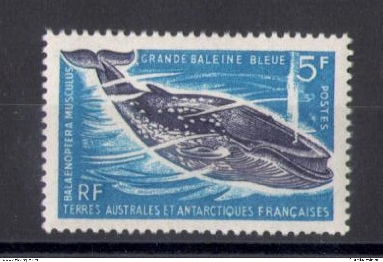 1966 TAAF - Fauna Marina - 5 Franchi Blu E Violetto - Yvert N. 22 - MNH** - Other & Unclassified
