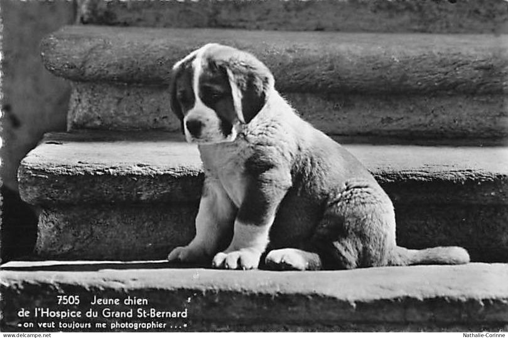 Chiot Chien Du St. Bernard - Bourg-Saint-Pierre 