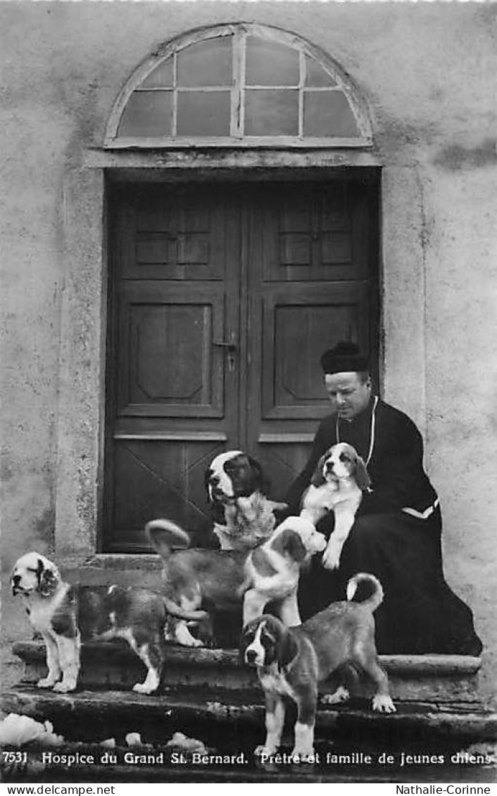 Chiot Chien Du St. Bernard Ecclésiastique - Bourg-Saint-Pierre 