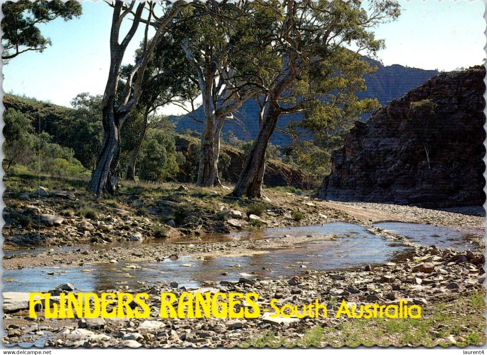 29-2-2024 (1 Y 32) Australia - SA - FLinders Range (river & Tree) - Flinders Ranges