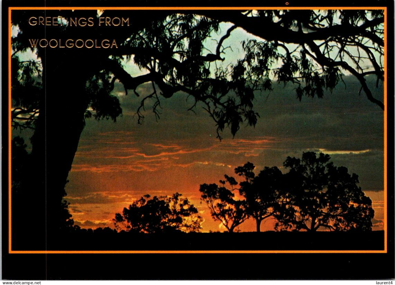 29-2-2024 (1 Y 32) Australia - Gum Tree At Sunset - Arbres