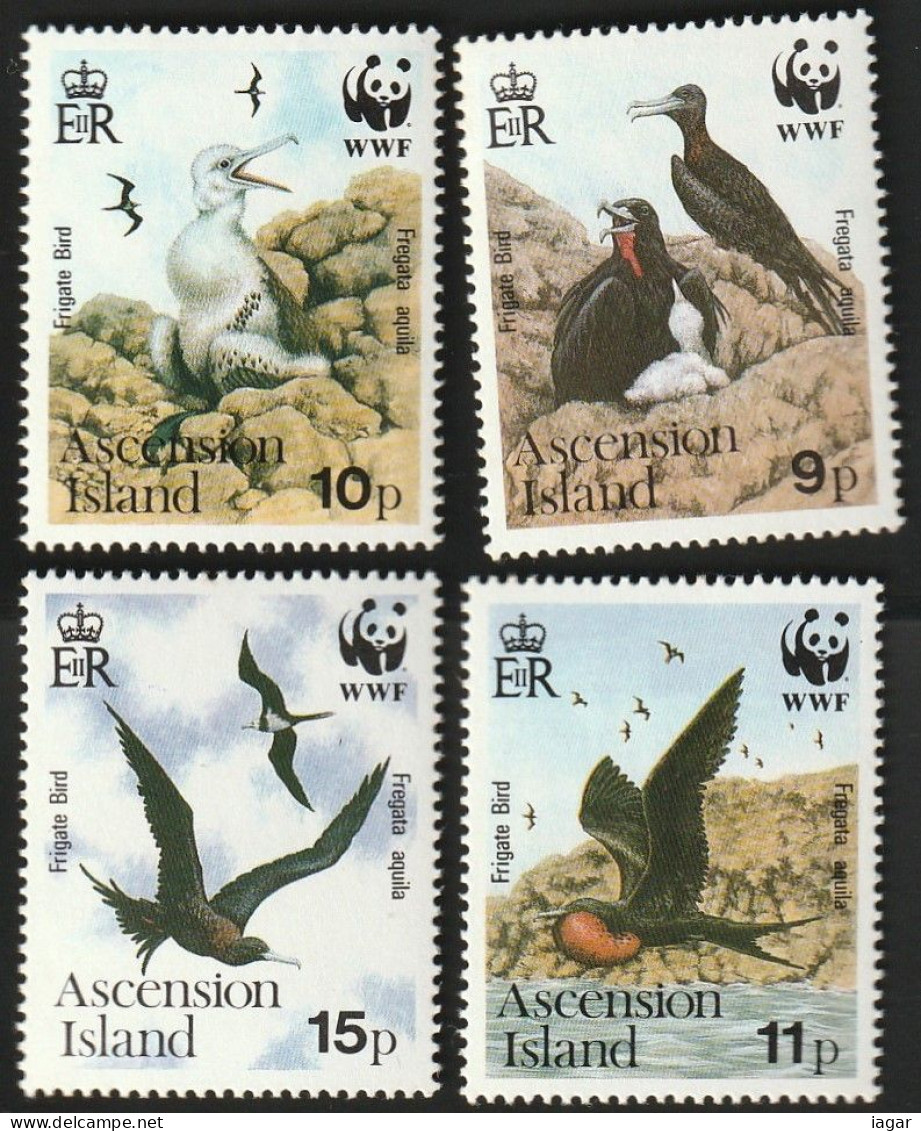 THEMATIC FAUNA:   ENDANGERED SPECIES.  ASCENSION FRIGATE BIRD   -  ASCENSION - Palmípedos Marinos