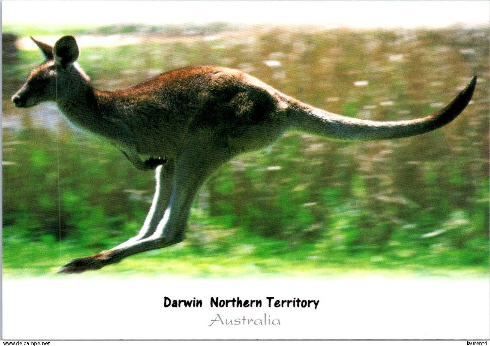 29-2-2024 (1 Y 32) Australia - NT - Darwin (Kangaroo) - Darwin