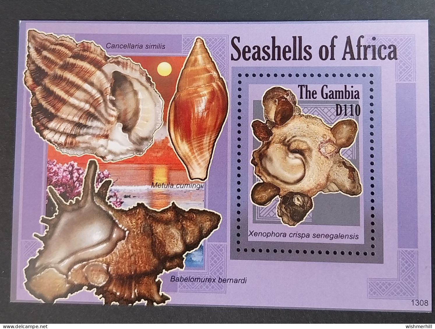 Coquillages Shells // Bloc Neuve ** MNH ; Gambie BF 790 (2013) Cote 11 € - Gambie (1965-...)