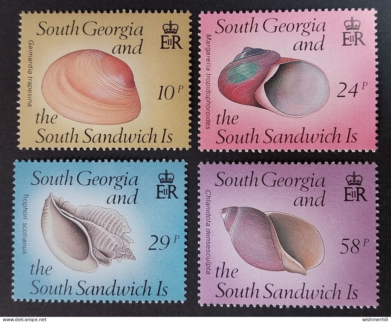 Coquillages Shells // Série Complète Neuve ** MNH ; Géorgie Du Sud & Sandwich YT 184/187 (1988) Cote 6.50 € - Georgias Del Sur (Islas)