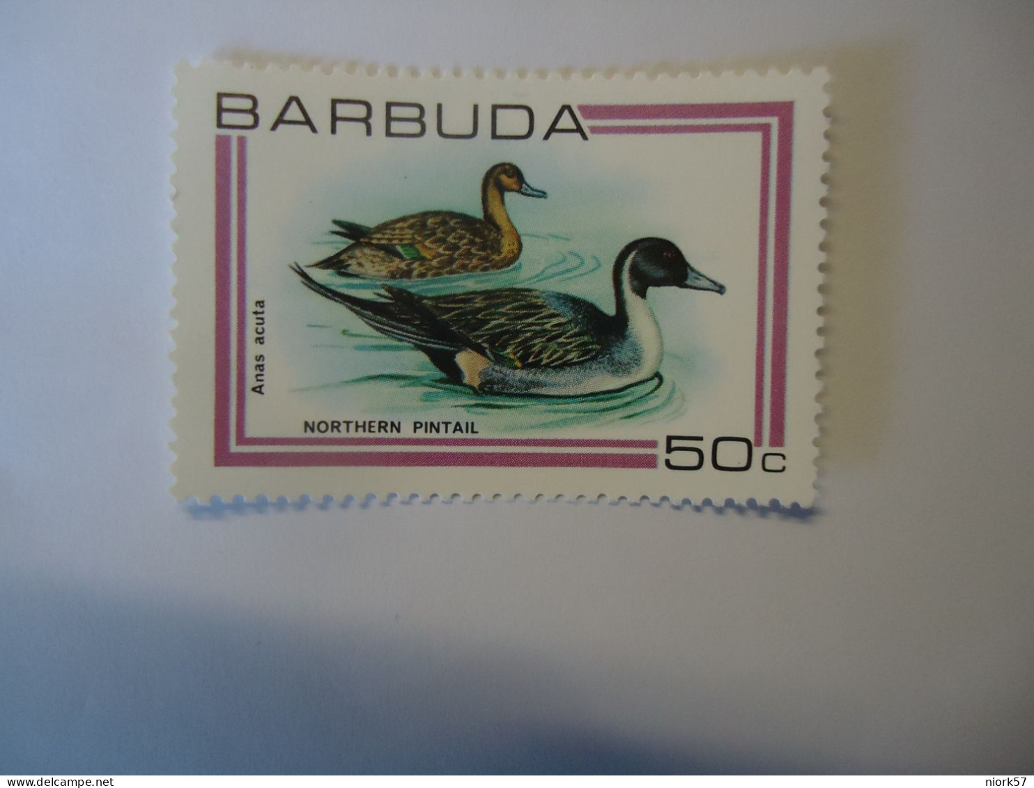 BARBUDA     MNH  STAMPS  1980  BIRD BIRDS   50C DUCKS - Ducks