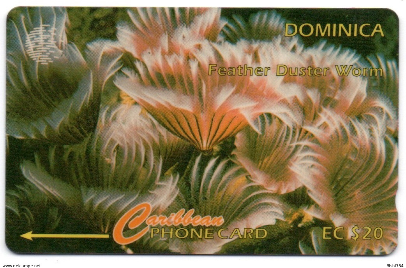 Dominica - Feather Duster Worm - 7CDMF (with Regular O) - Dominica