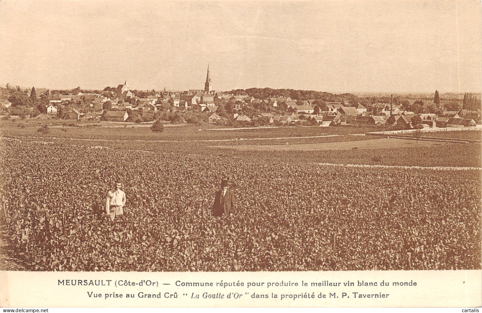 21-MEURSAULT-N 608-C/0251 - Meursault