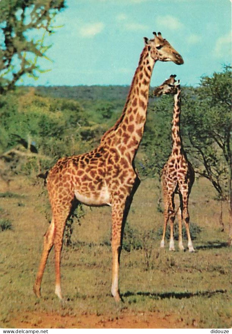 Animaux - Girafes - Carte Neuve - CPM - Voir Scans Recto-Verso - Giraffes