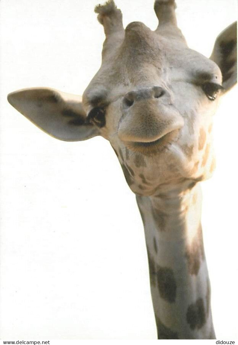 Animaux - Girafes - Carte Publicitaire Deloitte - Carte Neuve - CPM - Voir Scans Recto-Verso - Girafes