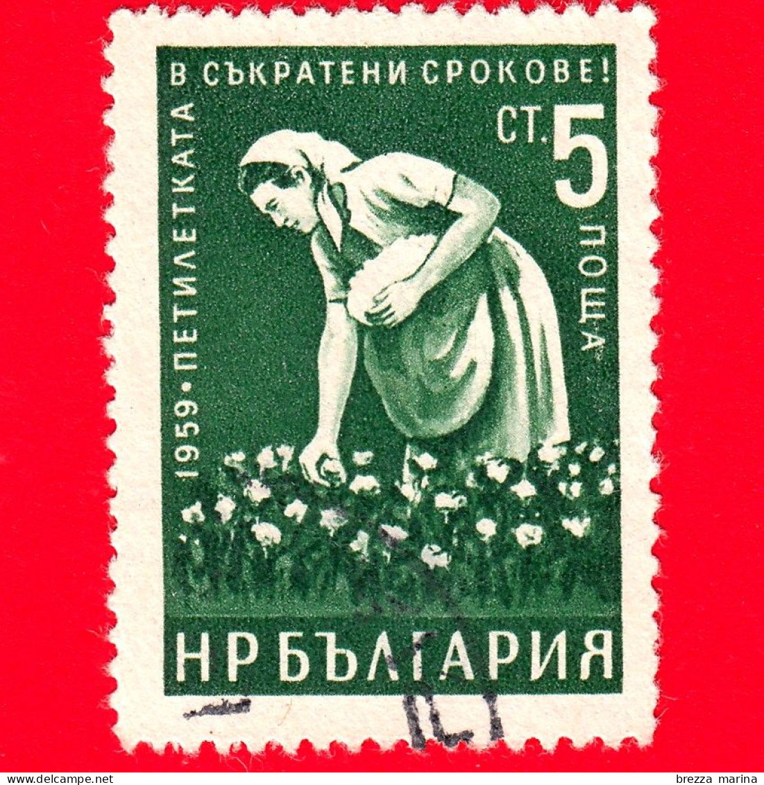 BULGARIA - Usato - 1960 - Piano Quinquennale In Tempi Brevi (1959) - Agricoltura - Raccoglitrice Di Cotone - 5 - Used Stamps