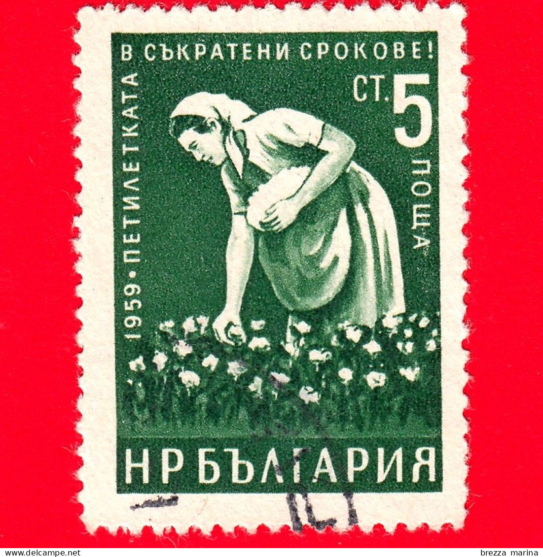 BULGARIA - Usato - 1960 - Piano Quinquennale In Tempi Brevi (1959) - Agricoltura - Raccoglitrice Di Cotone - 5 - Usados