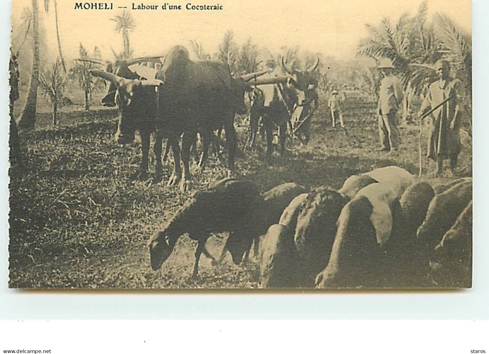COMORES - MOHELI - Labour D'une Cocoteraie - Comoros