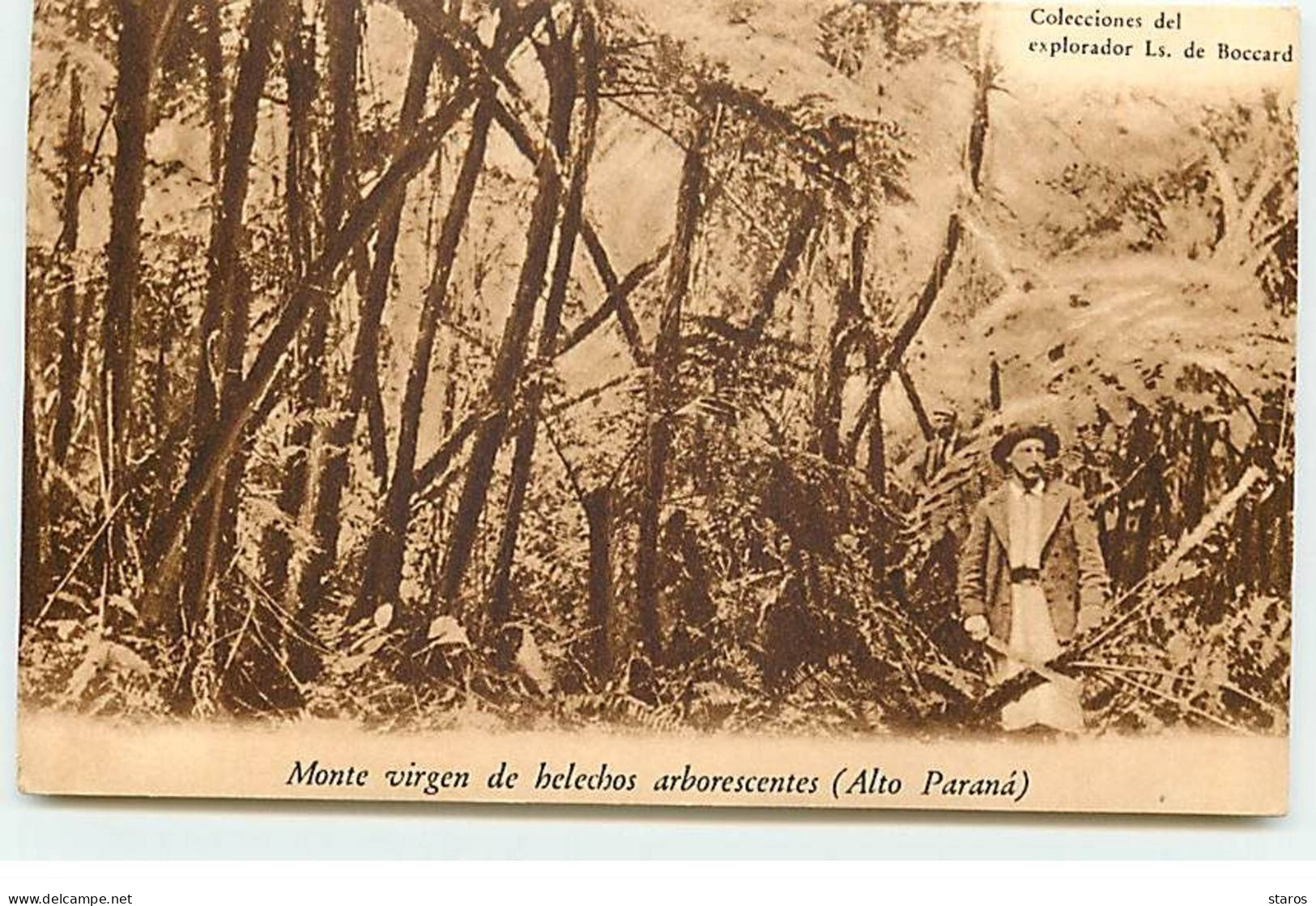 PARAGUAY - Monte Virgen De Helechos Arborescentes (Alto Parana) - Homme Portant Une Machette - Paraguay